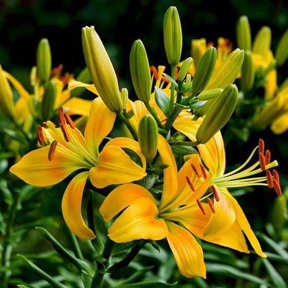nurserylive-plants-lilium-mix-