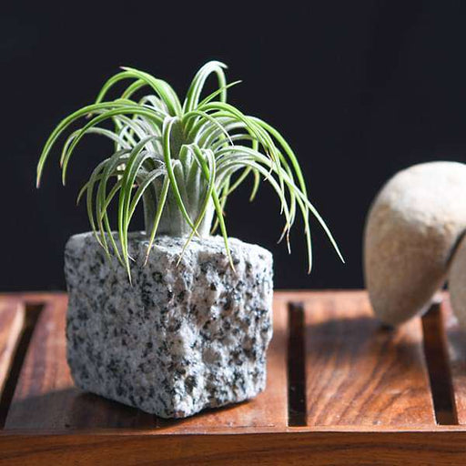 living granite - plant