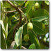 madhuca indica - plant