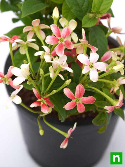 madhumalti plant seeds Buy Madhumalti Dwarf, Rangoon Creeper