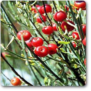 Buy Mahuang - Plant online from Nurserylive at lowest price.