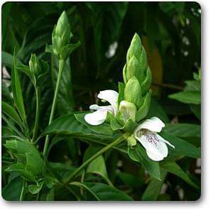 adulsa - plant