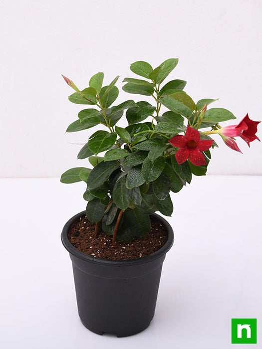 mandevilla (maroon) - plant