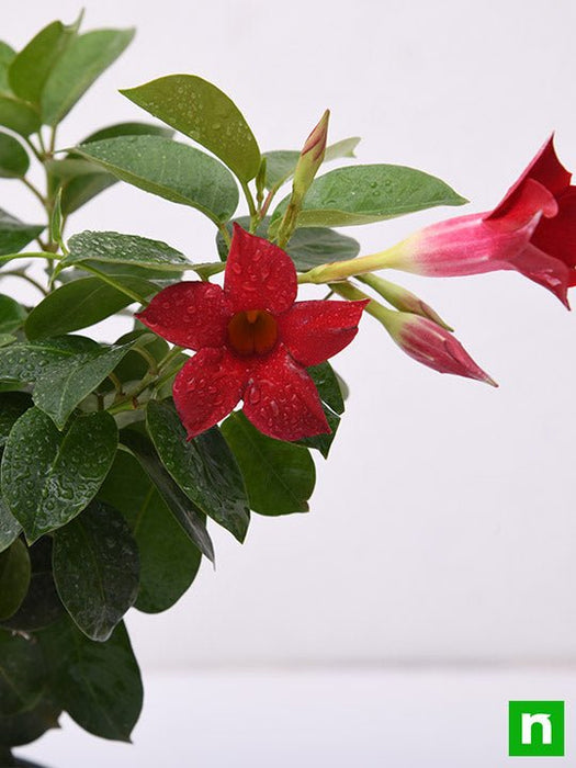 mandevilla (maroon) - plant
