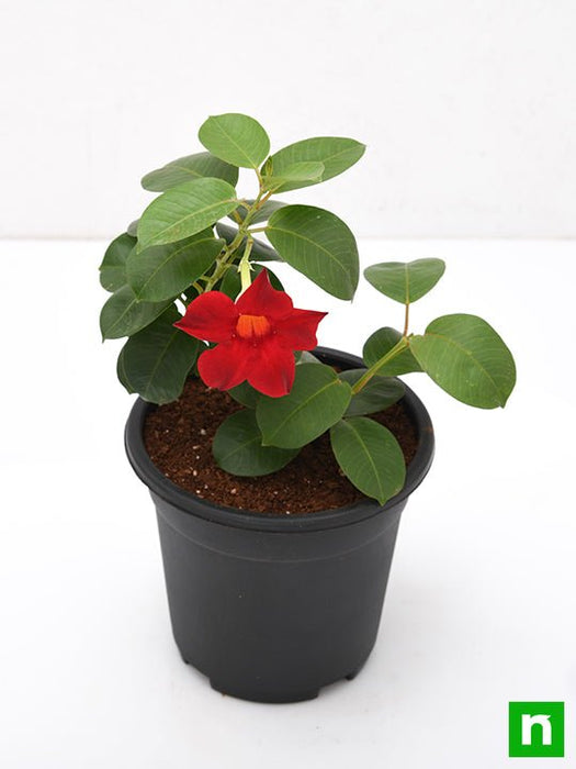 mandevilla (red) - plant