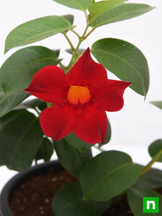 mandevilla (red) - plant