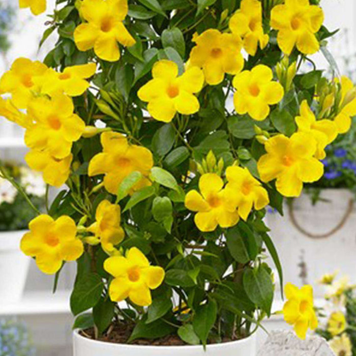 mandevilla (yellow) - plant