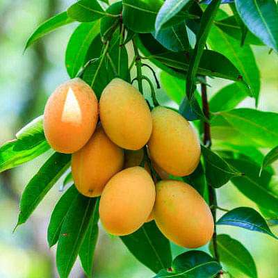 mango himsagar - plant