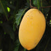 mango tree (alphonso - plant