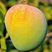 mango tree (badami 