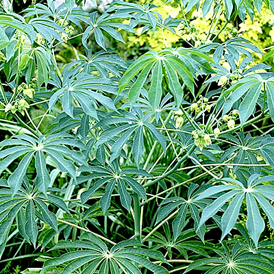 manihot esculanta - plant