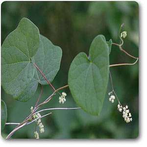 Buy Menispermum canadense - Plant online from Nurserylive at lowest price.