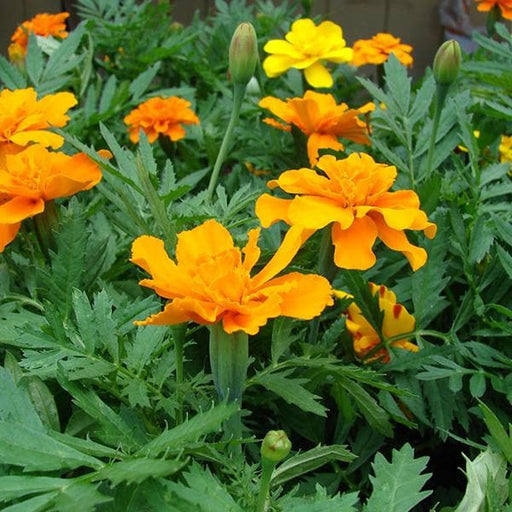 mexican marigold - plant