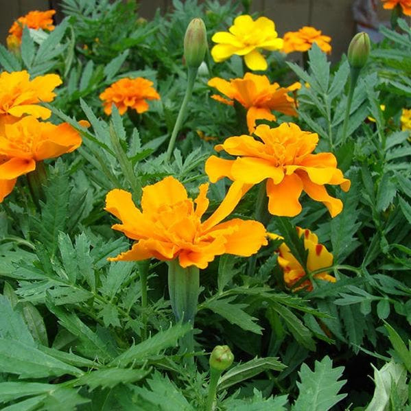 Buy Marigold Plants online from Nurserylive at lowest price.