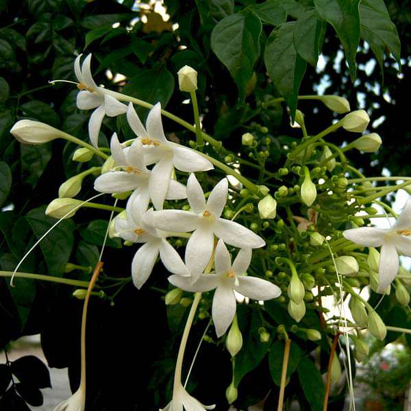 tree jasmine - plant