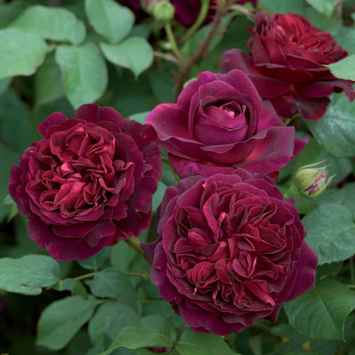 Button Eye Roses 22 Button Rose Varieties | Shop Online — Nurserylive