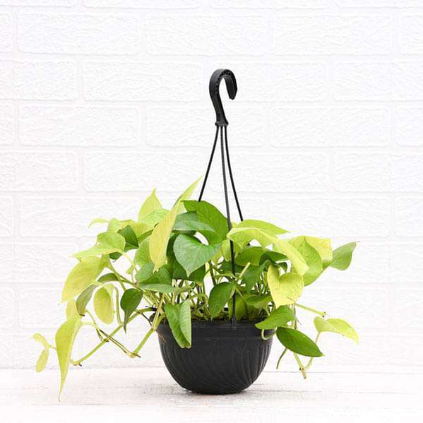 Buy Hanging Plants online from Nurserylive at lowest price.
