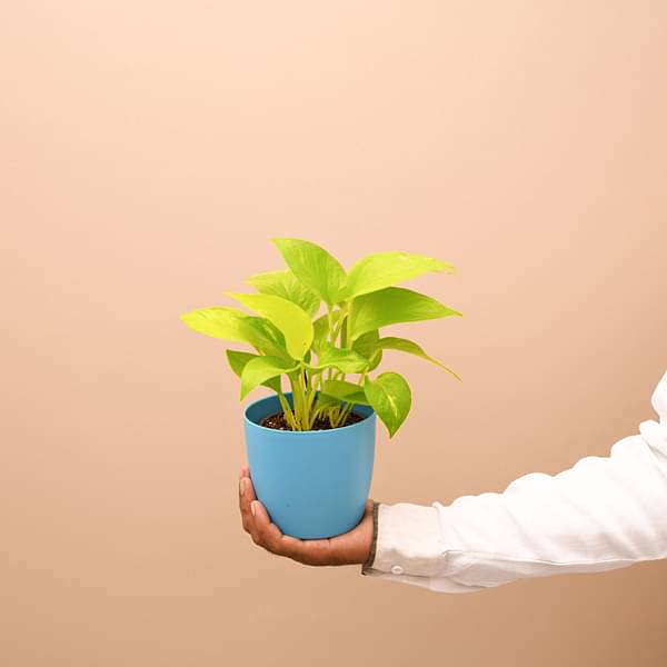 money plant - plant