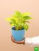 money plant golden - plant