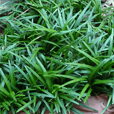 monkey grass - plant