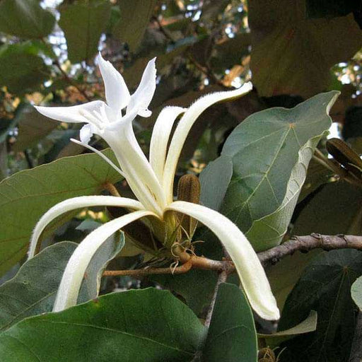 muchkund - plant