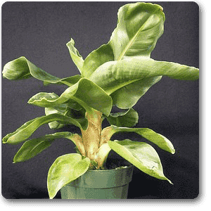 musa ornata - plant