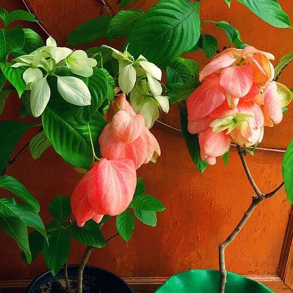 mussaenda (any color) - plant