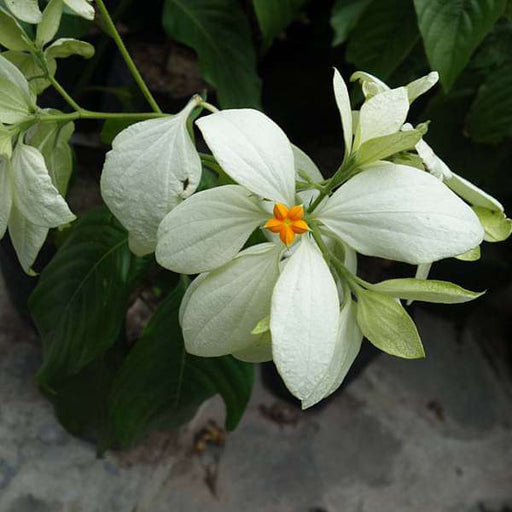 mussaenda (white) - plant