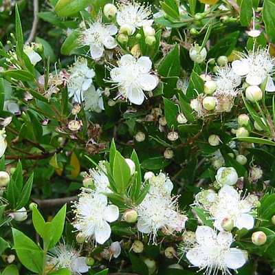 Buy Myristica beddomei - Plant online from Nurserylive at lowest price.