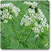 myrrhis odorata - plant