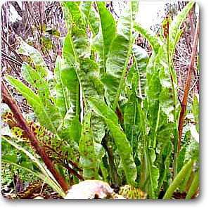 narrow dock - plant