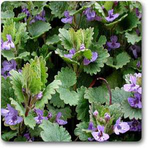 Buy Nepeta hederacea - Plant online from Nurserylive at lowest price.