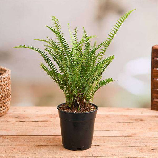 nephrolepis exaltata teddy junior (green) plant in 5 inch (13 cm) pot 