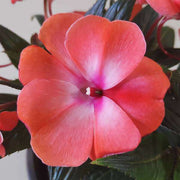 new guinea impatiens - plant