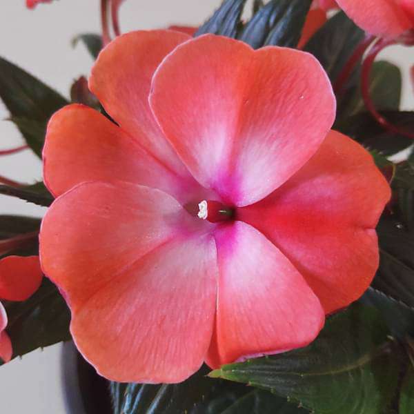 new guinea impatiens - plant