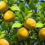 Nimboo, Lemon Tree (Big Fruit, Grafted) - Plant