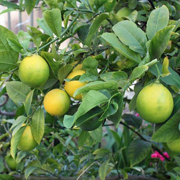 Buy Grafted Fruit Plants online from Nurserylive at lowest price.