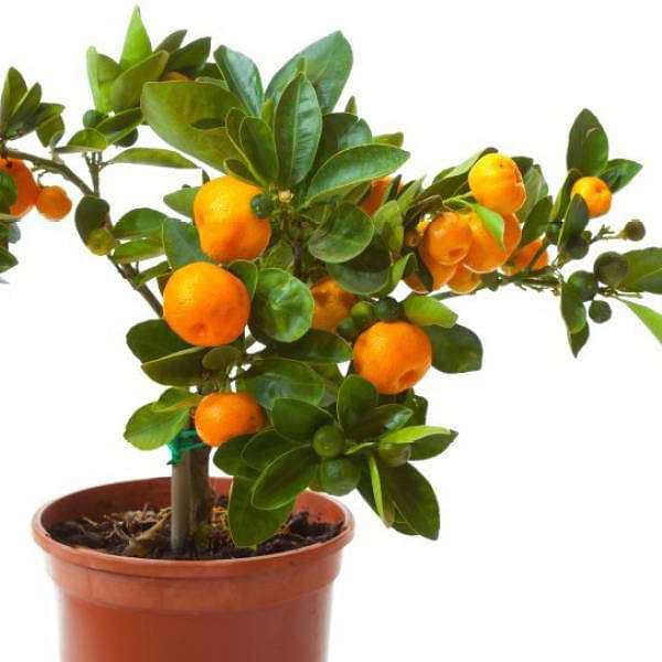 orange fruit - plant