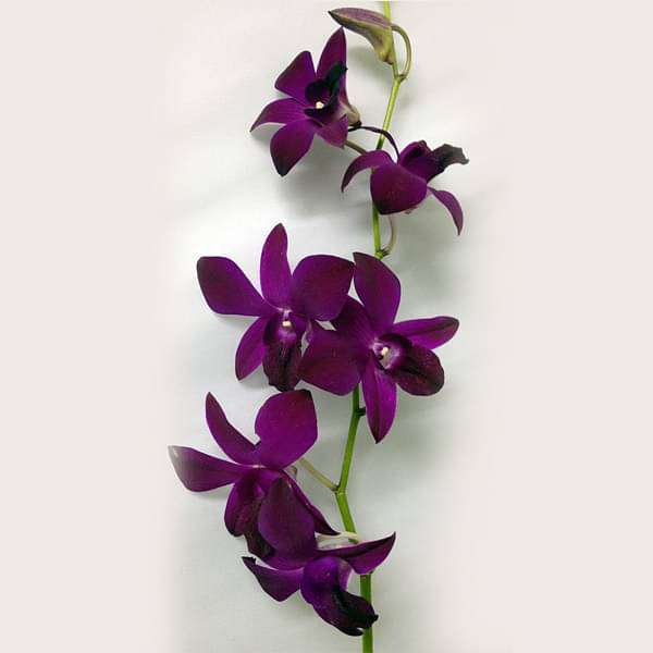 orchid plant - plant