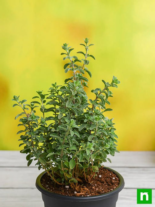 origanum majorana - plant