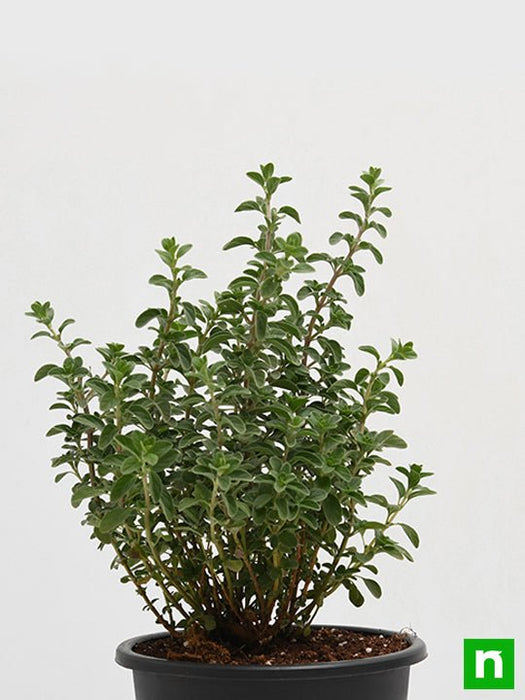 marwa plant seeds Buy Origanum Majorana, Marjoram, Marwa