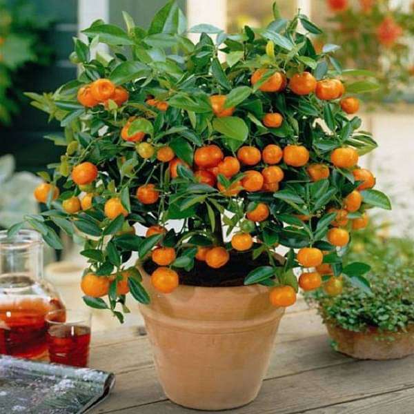 ornamental orange fruit (green leaves) - plant