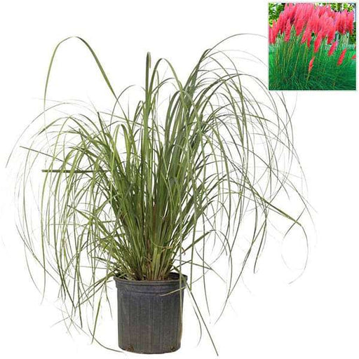 pampas grass - plant