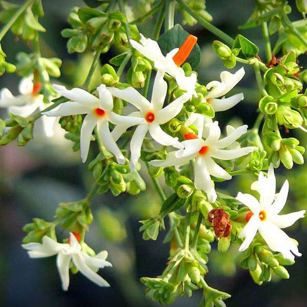 Buy Cassia fistula, Golden shower Tree, Bahava - Plant online from ...