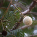 parkia biglandulosa (badminton ball tree) - plant
