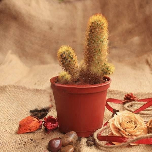 Buy Cactus Plants online from Nurserylive at lowest price.