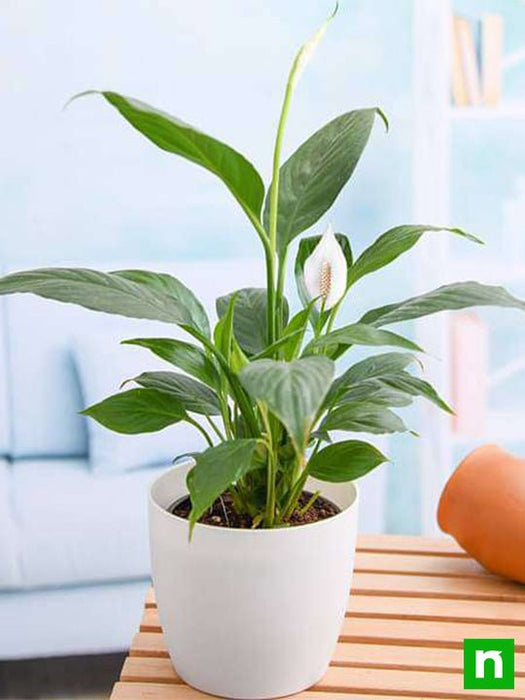 Buy Peace Lily, Spathiphyllum - Plant online from Nurserylive at lowest  price.
