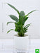 peace lily - plant