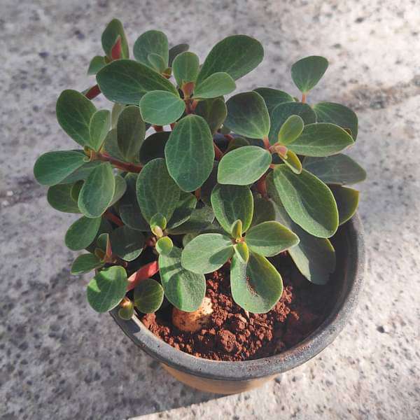 peperomia rubella - plant