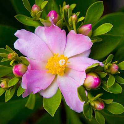 pereskia corrugata - plant